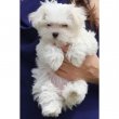 Healthy Male and Female Maltese puppies